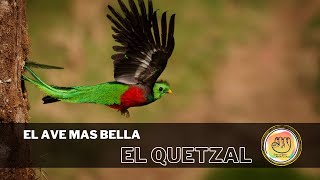 ¿Conoces al Quetzal El ave más hermosa de la naturaleza [upl. by Adnimra68]