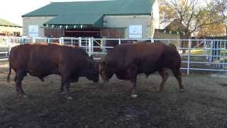 Bonsmara Bull Strength Contest [upl. by Shear]