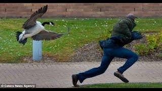 People Vs Geese   Funniest and most Hilarious Geese Attack [upl. by Neelhtac]