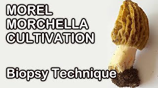 Morel Morchella Cultivation Sample Collecting  Grow Mushrooms At Home [upl. by Carol]