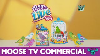 Little Live Pets Bird S1 [upl. by Elsa]