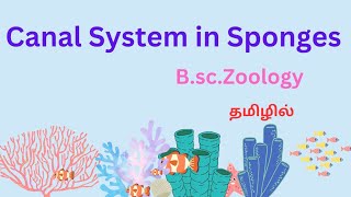 canal system in sponges in tamil ascon and sycon type  canal system canal system in porifera [upl. by Nylarahs846]