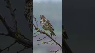 Turdus philomelos birdwatching [upl. by Annahsor]