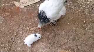 29 COELHINHO ADOTA GALINHA COMO MÃE Onde está a MAMÃE COELHA [upl. by Puritan]