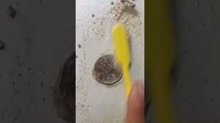 Cline a Indian coin 🤑😬🤑cleaning coins satisfying shorts [upl. by Bekaj]