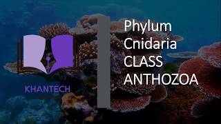 Class Anthozoa  Classification of Phylum Cnidaria [upl. by Fezoj505]