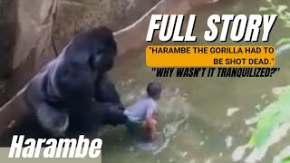 The Most Complete Story About Gorilla Harambe Animalfact18 [upl. by Isawk]