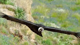 The majestic Andean Condor the largest flying bird [upl. by Tremml991]