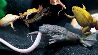 African Clawed Frog Feeding [upl. by Ttenneb]