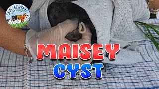 Guinea pig Sebaceous Cyst Removal and weekly updates from Cavy Central guinea pig rescue and Maisey [upl. by Ayarahs]