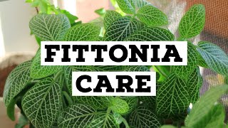 How to care for Fittonia  Nerve plant care [upl. by Vikky]