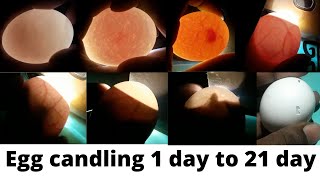 Egg candling 1 to 21 day  egg development [upl. by Inalaehon404]