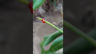 Ladybugs mating [upl. by Eilis]