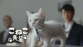 こねこ先輩が大活躍「営業の基本は、相手の懐に」 JAバンクCM [upl. by Mascia]