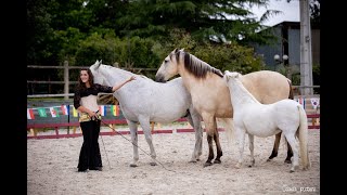 Spectacle chevaux en liberté [upl. by Nahem923]