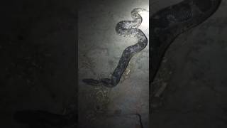 python।। This snake was found in my home😱 [upl. by Inihor960]