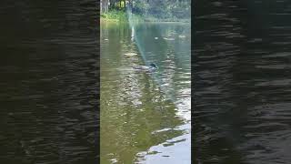 Minnesota State Bird the Common Loon [upl. by Oos]