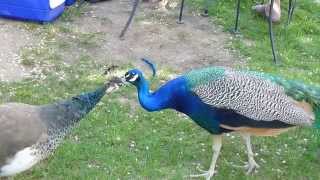 Peacock amp Peahen grooming each other [upl. by Inohtna]