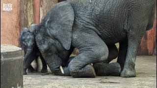 Speelkwartiertje bij de Afrikaanse olifanten Madiba en Mosi [upl. by Carree]