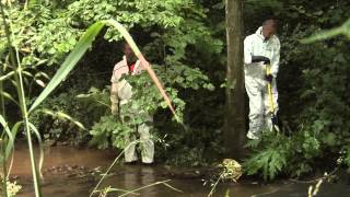 Gestion de la Berce du Caucase en Wallonie [upl. by Bethany]