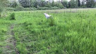 Wolf hybrid howling at the dog park [upl. by Amadas]