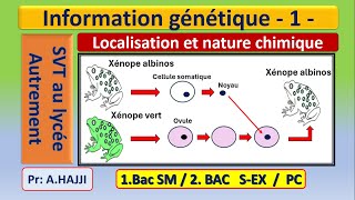 Information génétique nature chimique et localisation dans la cellule [upl. by Matthus]