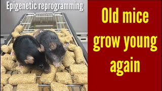 Aging of Mice reversed  Loss of Epigenetic information can drive Aging Restoration can reverse it [upl. by Dunaville440]