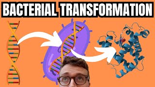 Bacterial Transformation Simply Explained [upl. by Akirea655]