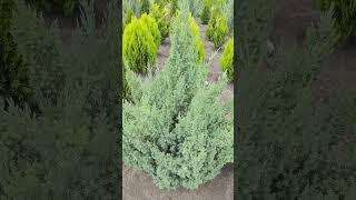 Можжевельник китайский Стрикта Juniperus chinensis quotStrictaquot [upl. by Upali317]