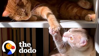 Cat Hates His New Kitten Brother Until❤  The Dodo [upl. by Tnarud625]