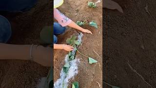 The correct procedure for planting wax potato plants [upl. by Akisej354]