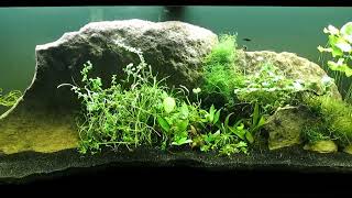 Identified and Unidentified Aquatic Plants to CO2Injected 75Gallon Tank 42924 [upl. by Odla]