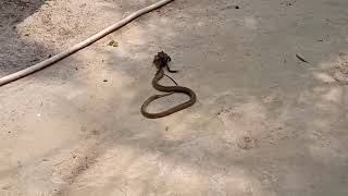 Rednecked Keelback feeding on Common Asian Toad [upl. by Ahsrats]