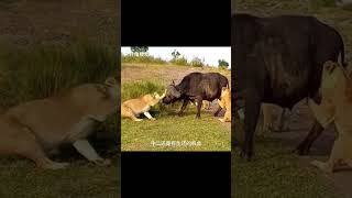 animals funny lamejokester funnyjokes lamers comedy beemer funnystories foryou cute howto [upl. by Yor]