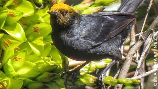 TORDO Curaeus curaeus alimentandose en Chagual amarillo Puya chilensis [upl. by Anwahsak]