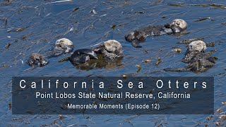 Memorable Moments 012 Sea Otters at Point Lobos State Natural Reserve California [upl. by Roberto698]