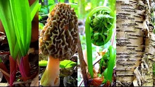 Wild Spring Delicacies Ramps Morels Fiddleheads Birch Sap [upl. by Olegnaleahcim]