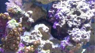 Biocube 29 Stomatella Varia Snail Spawning [upl. by Rozelle17]