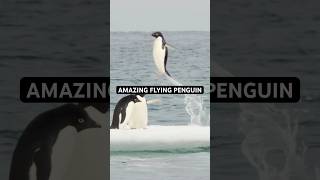 Flying Penguin Shoots Out of Water [upl. by Asela]