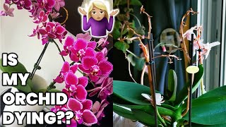 What to do when Orchids flowers fall off🌸 💀 ⚰️ [upl. by Franz98]