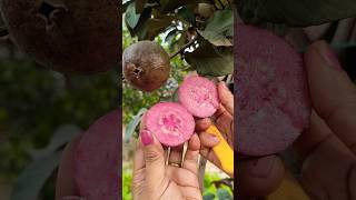 Thai red guava youtube nature youtubeshorts garden youtubevideos video viral [upl. by Estus]