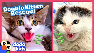 Hissing Kittens Need To Be Rescued  Dodo Kids [upl. by Amick786]