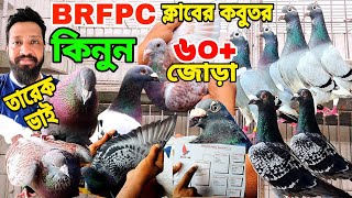 এই প্রথম রেসার কবুতর কম দামে বিক্রি হবে  তারেক ভাইয়ের পাগলা অফার  BRPFC ক্লাবের কবুতর কিনুন। [upl. by Leiand]