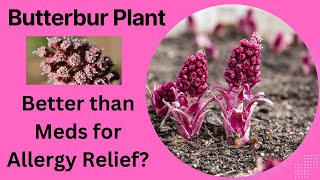 Allergy Relief Showdown Butterbur vs Cetirizine which is more effective [upl. by Alahc]