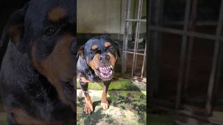 funny dog barking and growling sounds rottweiler angrydog funnyanimal cat barkingside funnypet [upl. by Ahsetel]