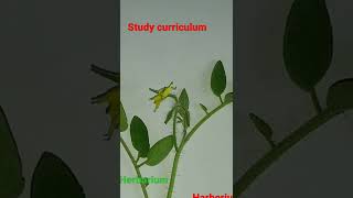 Herbarium fileहरबेरियम फाइलStudy curriculumPdf telegram  httpstmeStudycurriculum🌷🌻🌼🌾🍀 [upl. by Erised]