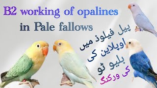 Blue 2 working of opalines in pale fallow lovebirds  lovebird breeding setup  lovebird breeding [upl. by Hortensa]