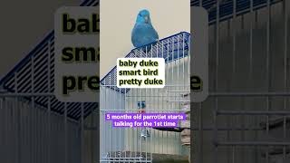 Duke the baby parrotlet talking for the first time thrilled talkingbirds [upl. by Ripp335]