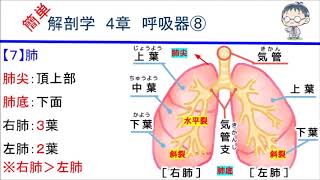 簡単解剖学 4章 呼吸器⑧肺 [upl. by Nemhauser331]