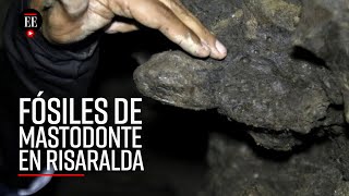 Hallan restos fósiles de un mastodonte en Risaralda  El Espectador [upl. by Benisch]